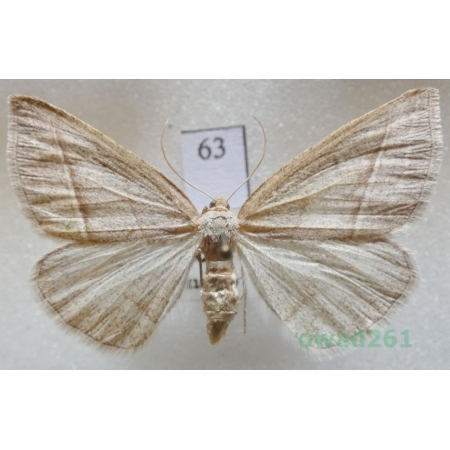 Petrophora chlorosata (Scopoli, 1763) Czech63